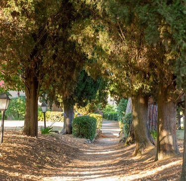allée de cyprès et pins parasols centenaires - parc du domaine Cesarini  (villa Violetta)
