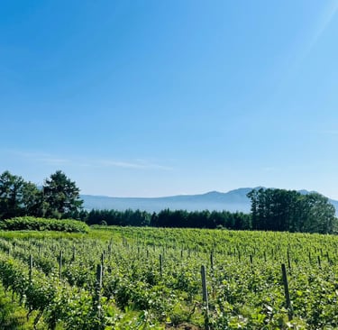 Kamisato Vineyard 上里酒庄