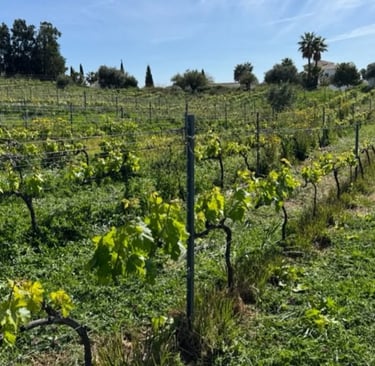Mythopia - Curve Wines