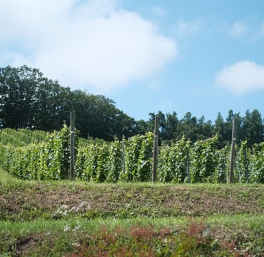 Curve Wines