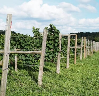 Curve Wines