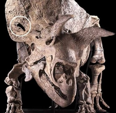 a dinosaur skullet with a skullet and a skull