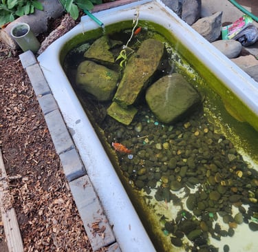 Bathrub Fishpond