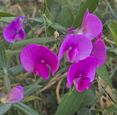 Lovely Flower