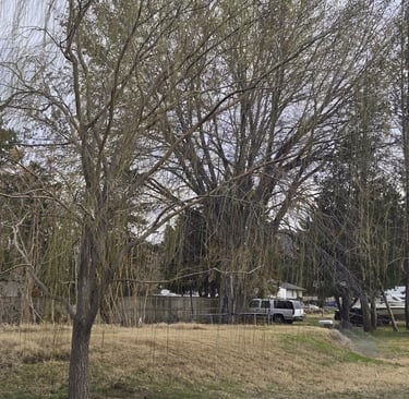 Our Treasured Willow Budding in Early Spring