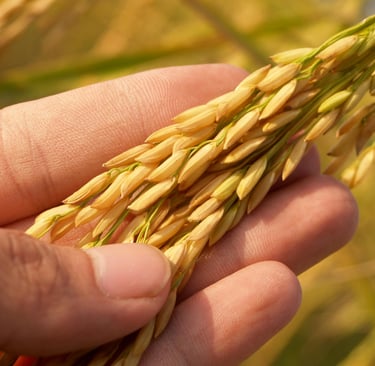 hand holding stalks of raw paddy rice before milling
