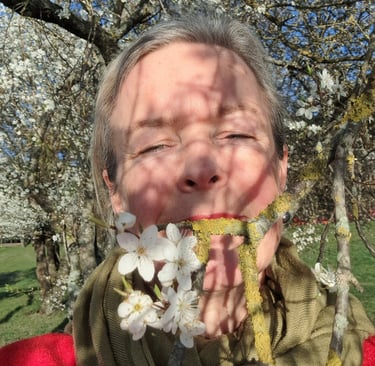 blooming cherry plum