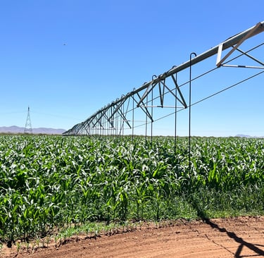 Riego de pivote de aspersión 