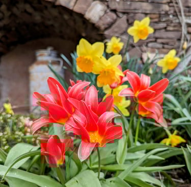 Un ensemble de fleurs rouges et jaunes