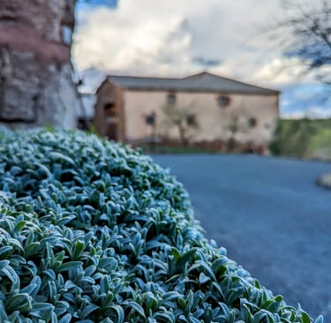 Tapis de feuilles et grange en arrière plan