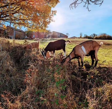 Trois chèvres qui broutent