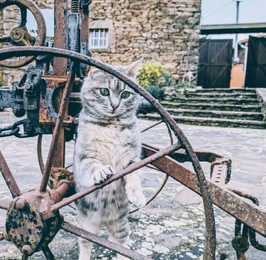 Un chat posé sur une roue métallique