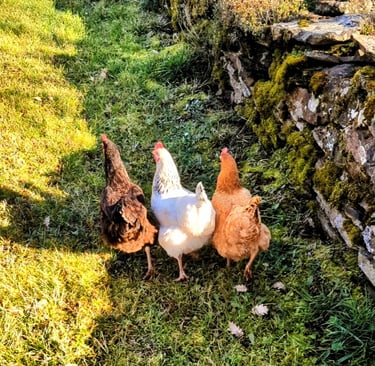 Trois poules marchant côte à côte