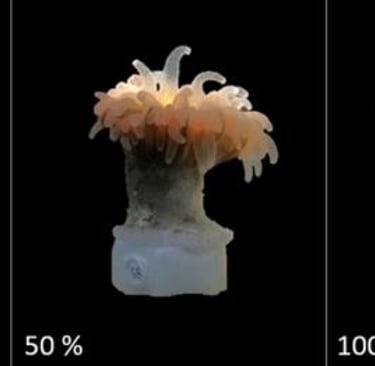 Figure 5. Categories of polyp expansion of Desmophyllum dianthus (0%, 50%, 100%). 