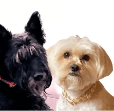 pet portrait from photo