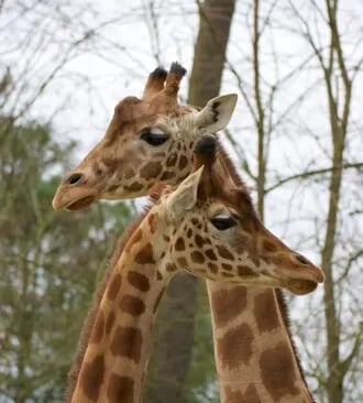 L'aventure sauvage à 20 mn : le Zoo de la Flèche (72)