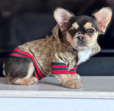 Visual eA Husky French Bulldog puppy with rare black and tan DNA. Features a high-contrast widow's p