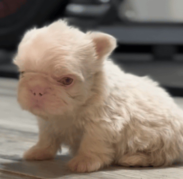 full fluffy visual pink floodle puppy teddy bear coat