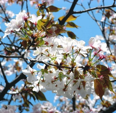 fleur de bach crab apple ou pommier