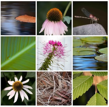 Nine images of macro nature shots, vibrant and colorful. 