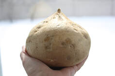 whole jicama