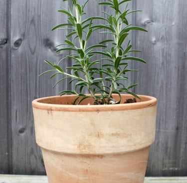 rosemary plant