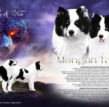 Yakutian laika show dogs