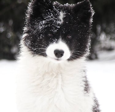 Yakutian laika puppy