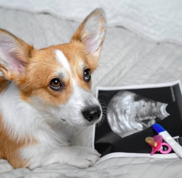 Dog pregnancy calculator