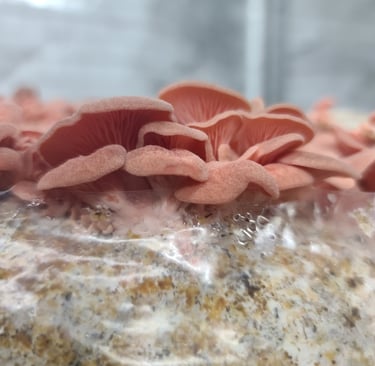 Close-up of vibrant pink oyster mushrooms fruiting from a grow kit block indoors.