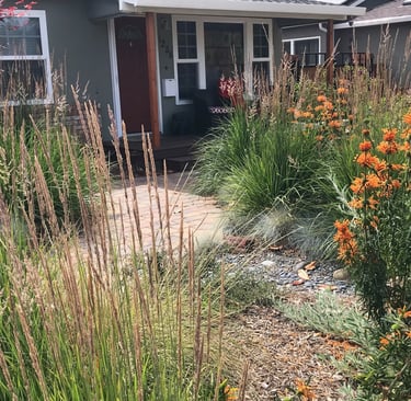 Santa Clara front yard intersected with the walkway and dry creek full of pollinator friendly plants