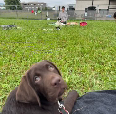 Welpenschule Frickenhausen mit der Hundetrainerin Lena Mattes