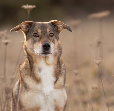 Hund Emma beim Fotoshooting