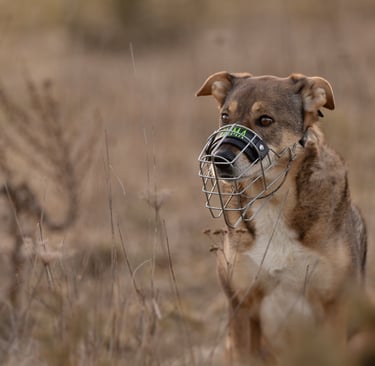 Hund mit Maulkorb