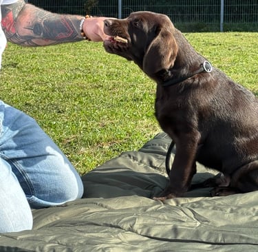 Labrador Welpe bei der Welpenschule in Frickenhausen