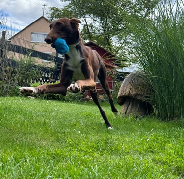 Junghund beim spielen auf der Wiese