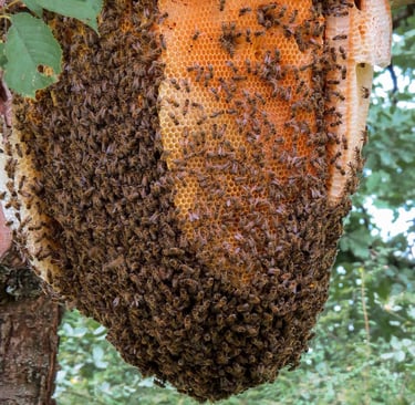 abeilles montélimar se débarasser des abeilles tarif