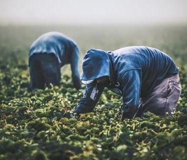 two men in blue jackets picking strawberries in a field