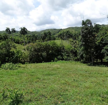 Land as an investment
