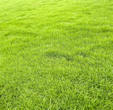 a green grass field with a red fire hydrant