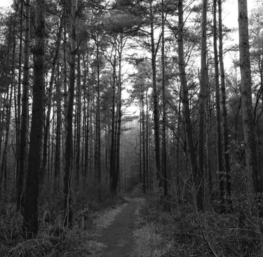 Hillrigg Wood - 500metre Northwest of Armathwaite village