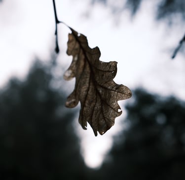 Miked Oak and Silver Birch Woodland - Priory Wood (10 minutes walk Northwest from the cottage)