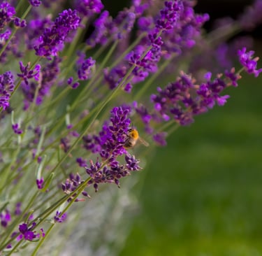 Eine Biene sammelt Nektar auf einer Lavendelblüte
