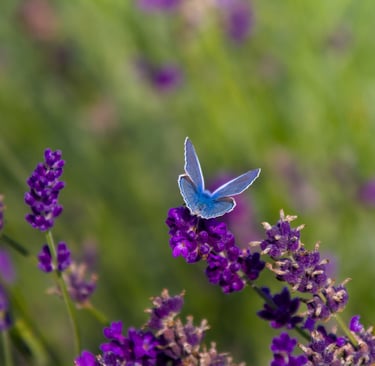 Ein blauer Schmetterling auf Lavendelblüten