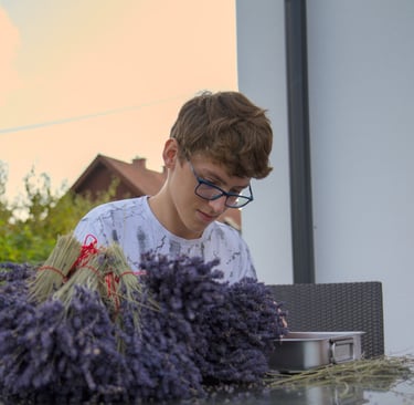 Die geernteten Lavendelblüten werden verarbeitet