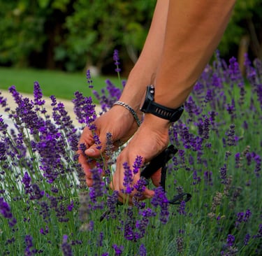Der Lavendel wir von einer kräftigen Hand geerntet