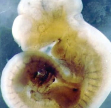 Foetus de 5 à 6 semaines