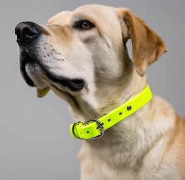 dog have neon yellow collar Luido pet gear