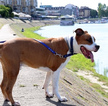 Dog have blue collar and leash Luido pet gear