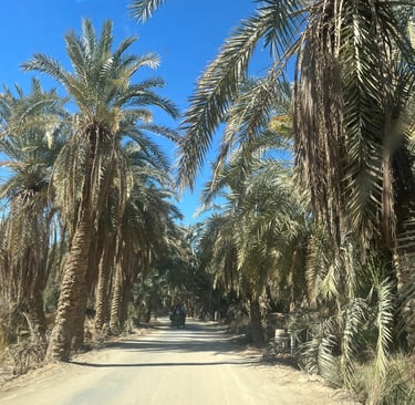 TAMAREIRAS DO OASIS DE SIWA E UMA DELICIA